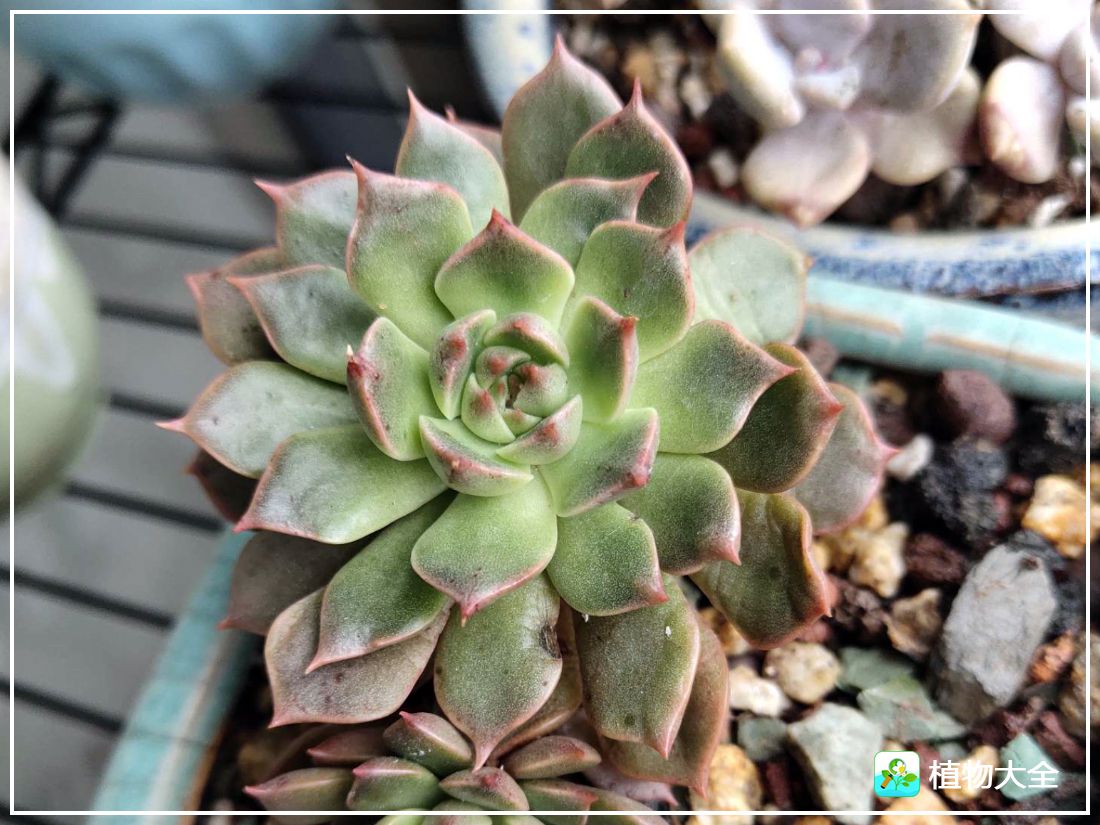 艾格尼亚多肉植物,多肉植物奥利维亚