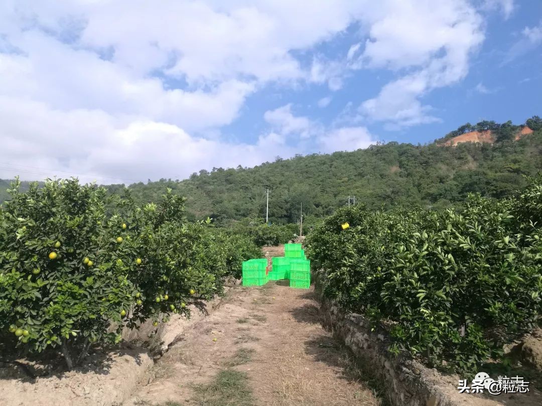 老伙,你的橙子离你更近了……|粒志