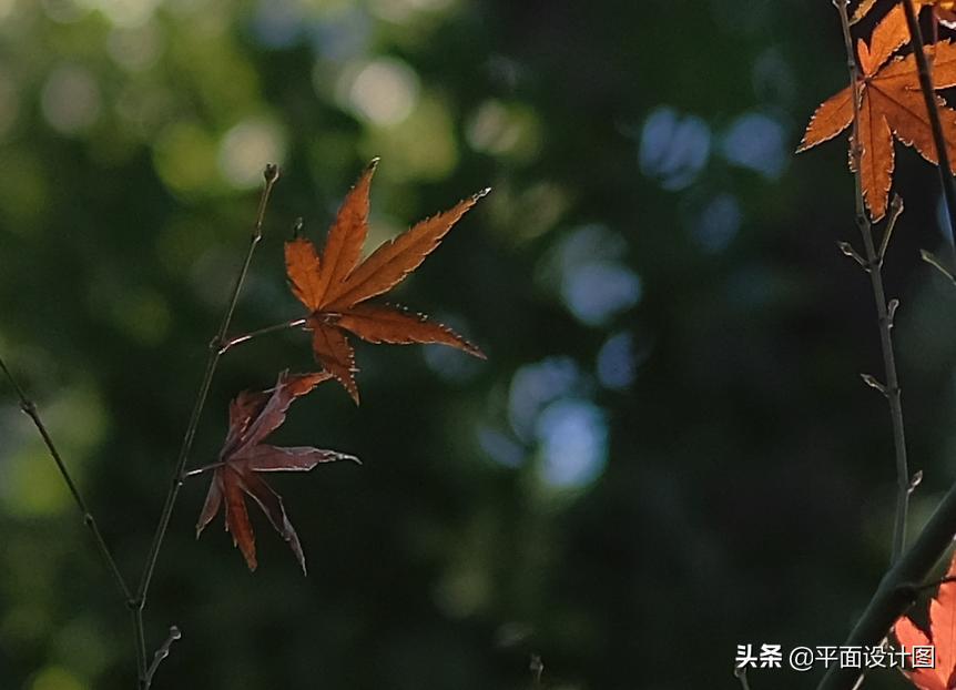 最有情怀的相机,最有情怀的胶片相机