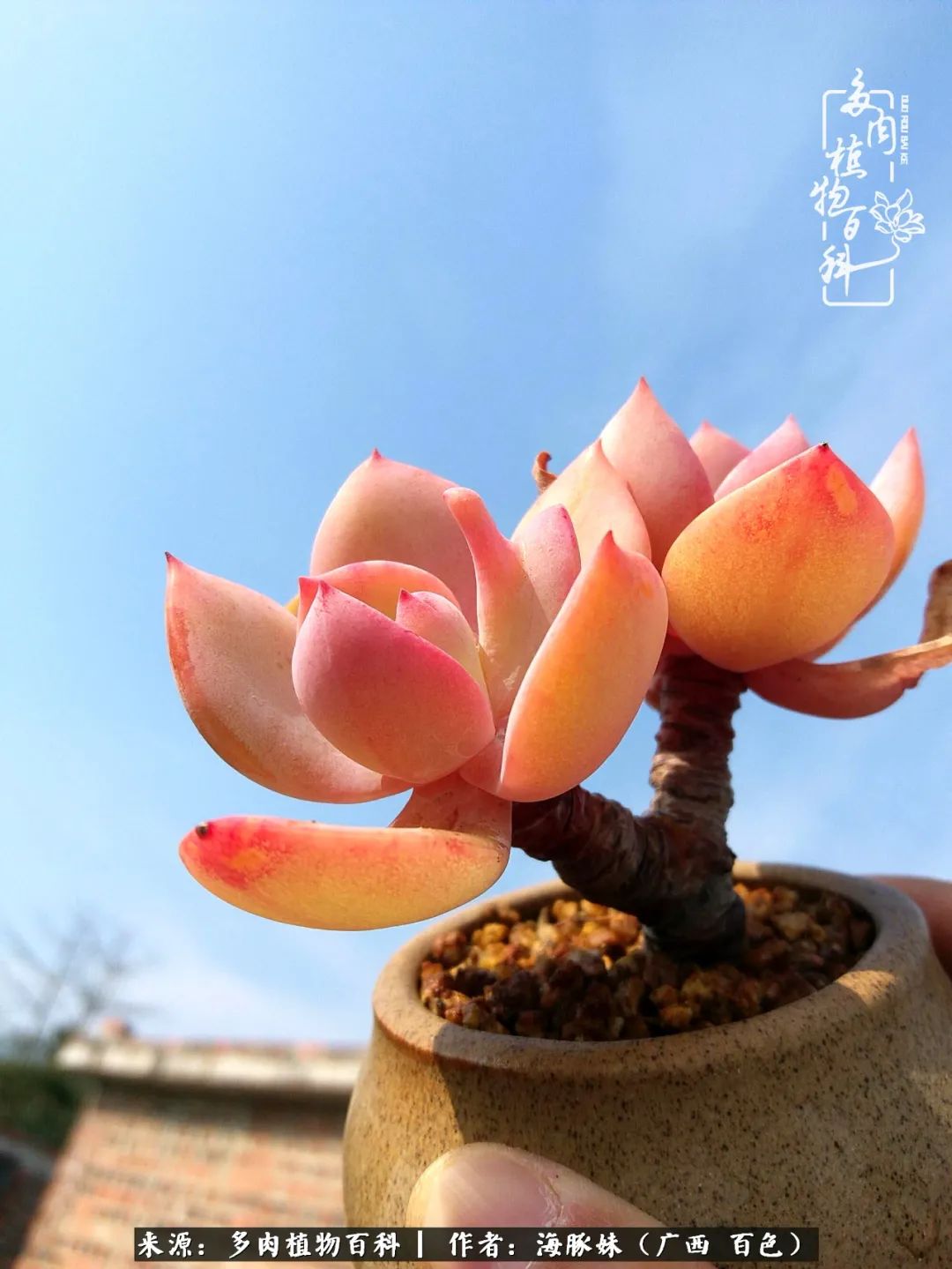 七月的雨,八月的风,多肉植物,我还是喜欢你