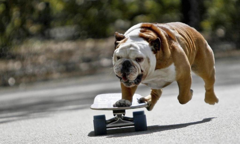 家里的狗狗掉毛毛应该怎么弄,狗狗毛发褪色怎么回事如何解决