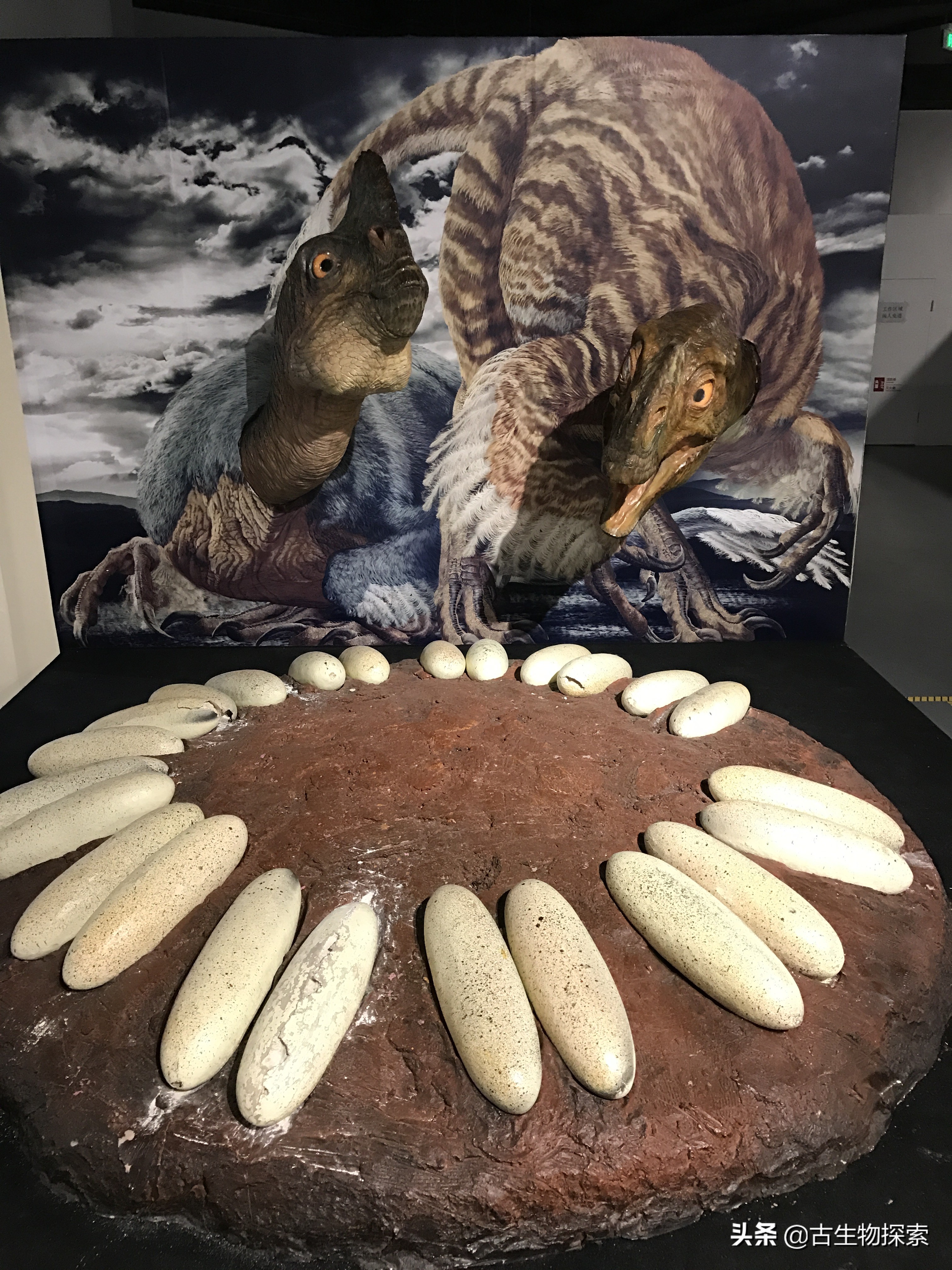 先有鸡还是先有蛋？来一节蛋蛋进化史