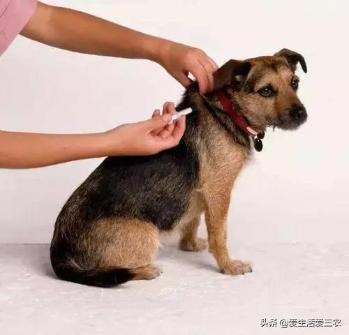 养肉狗的注意事项有哪些,想养狗又怕后悔