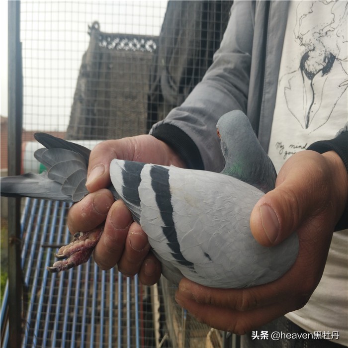 种鸽喂幼鸽时能打毛滴虫吗,种鸽有毛滴虫能用吗