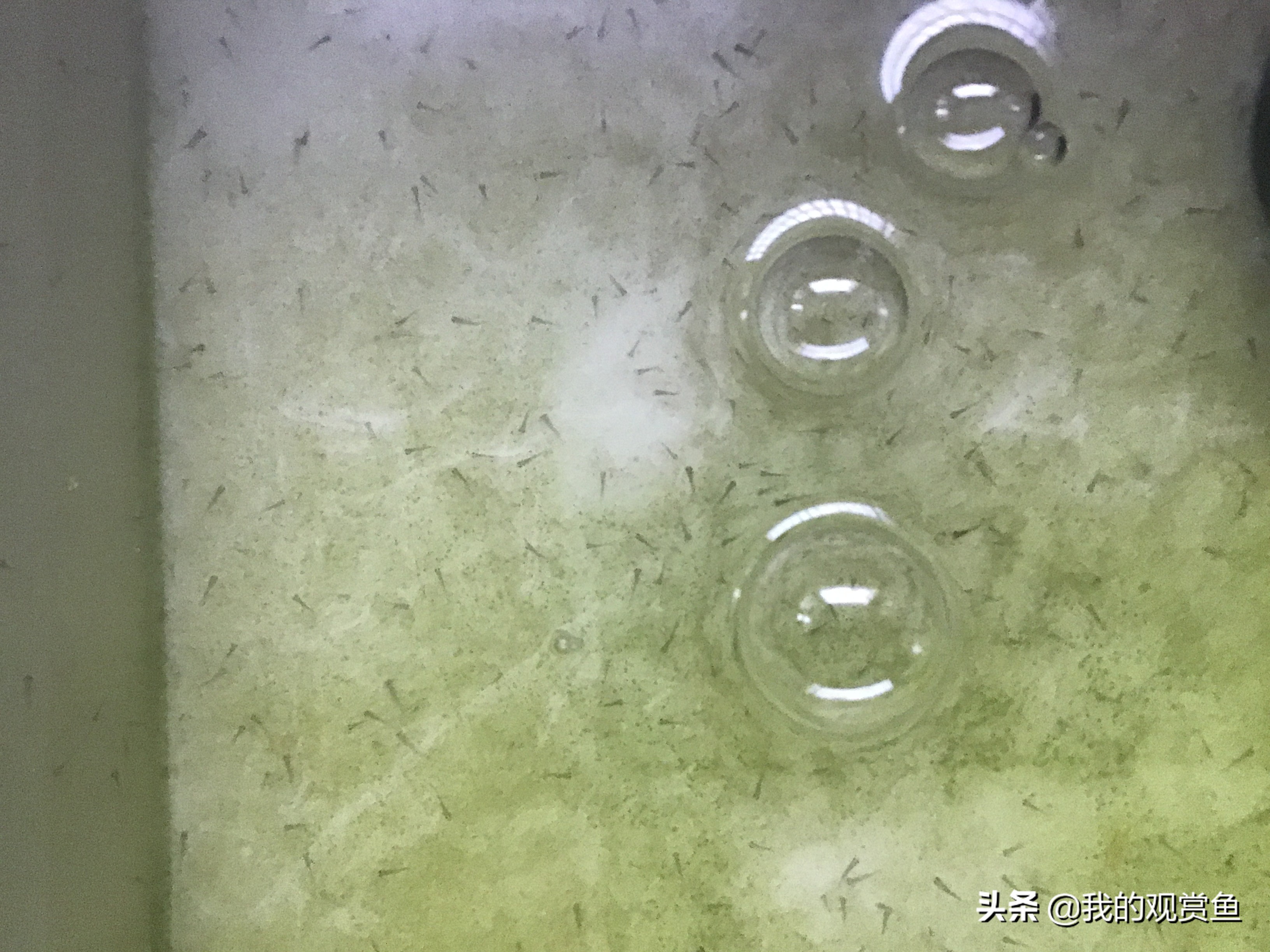 金鱼甩卵怎么孵化小鱼,金鱼打籽几天能孵化