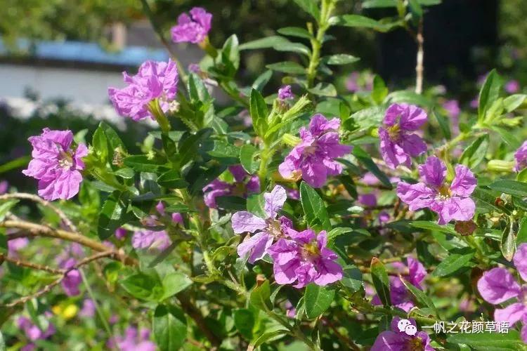 细叶萼距花耐寒吗,细叶萼距花喜光喜阴