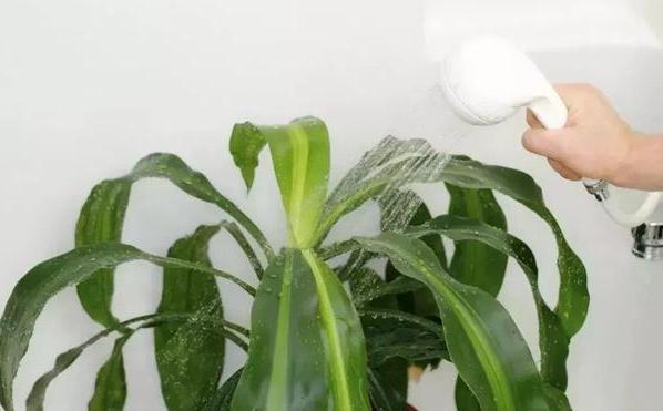 室内盆栽植物怎么杀菌,家里绿植叶子怎么清洁更亮