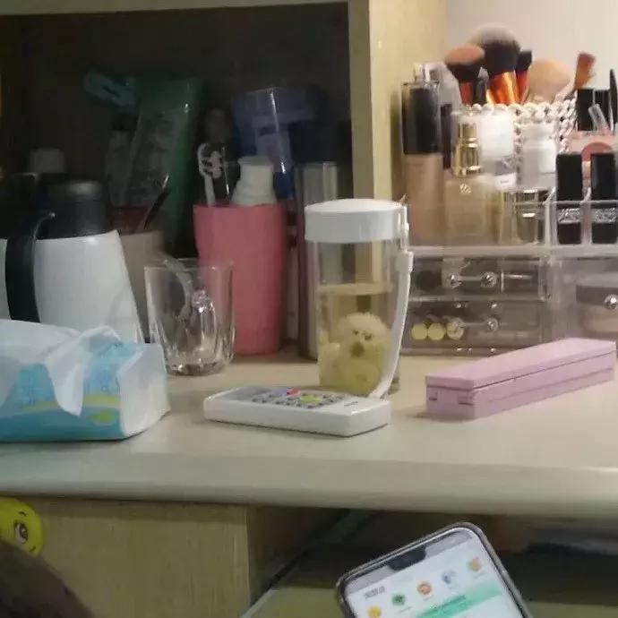 狗子被主人吓尿怎么办,狗子偷吃猪手被发现