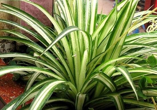 金边吊兰怎样修剪更茂盛,金边吊兰的修剪方法图解