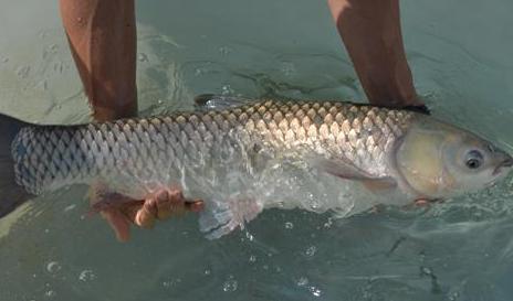 游四方全部视频,游四方四川