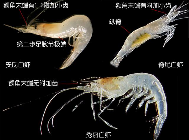 硬壳罗氏虾和软壳罗氏虾的区别,罗氏虾鳌虾甜虾有什么不同