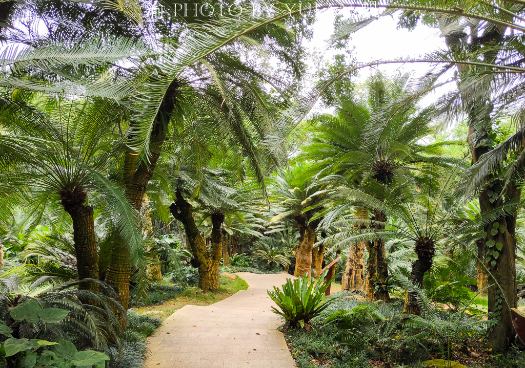 罕见万年铁树开花了,苏铁园千年铁树图片