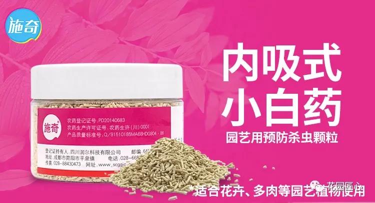 铁线莲春季发芽了还能换盆吗,铁线莲春季花后要换盆吗