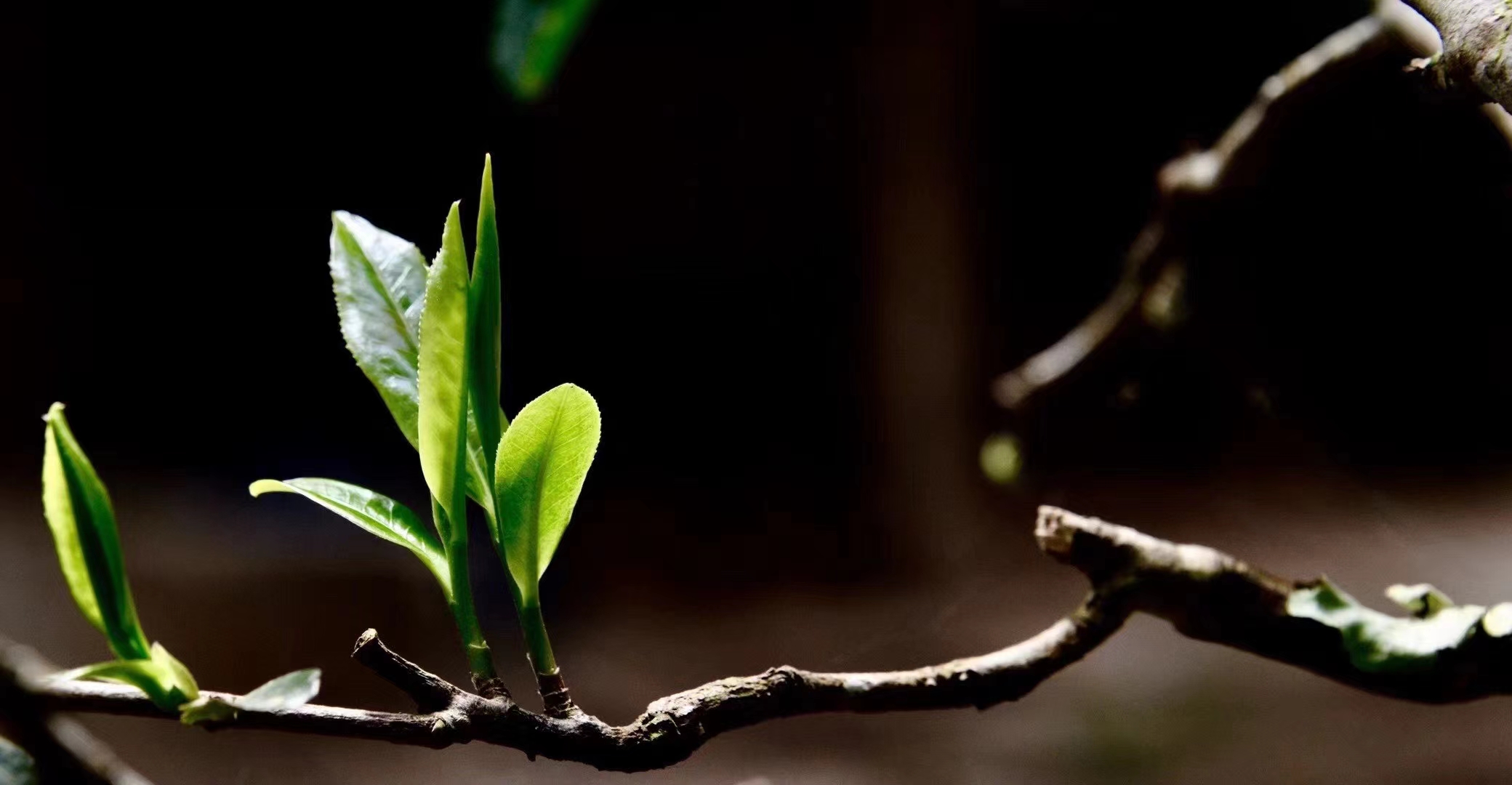 茗香普洱茶,普洱茗香