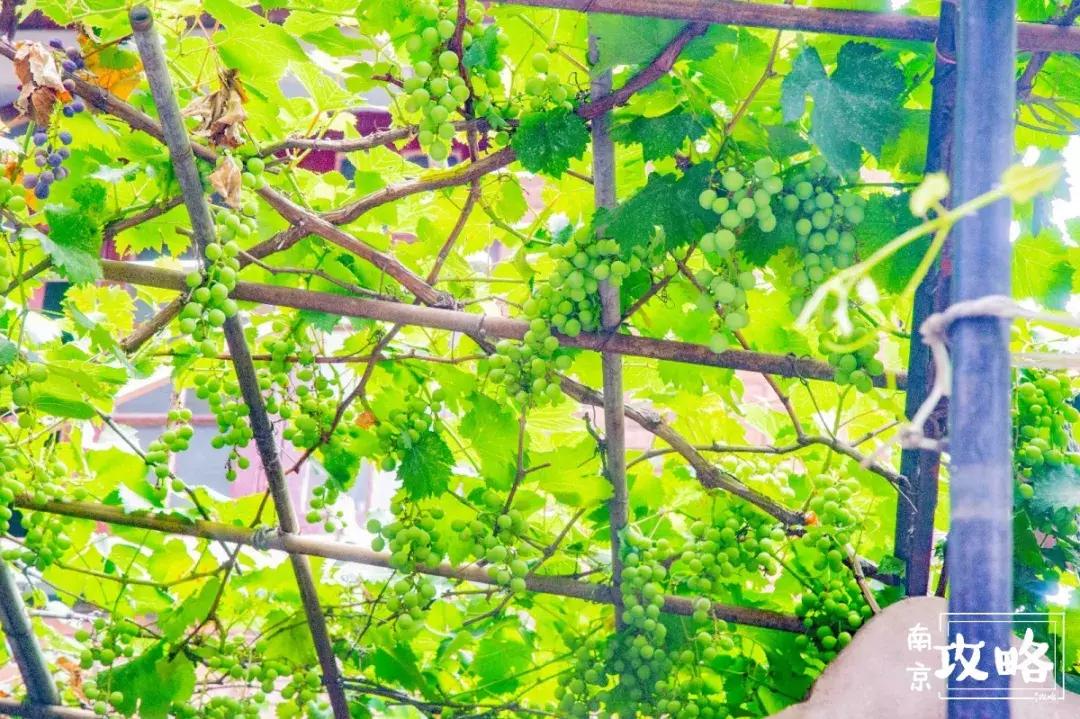 慧园里,南京城中,时光交错的角落