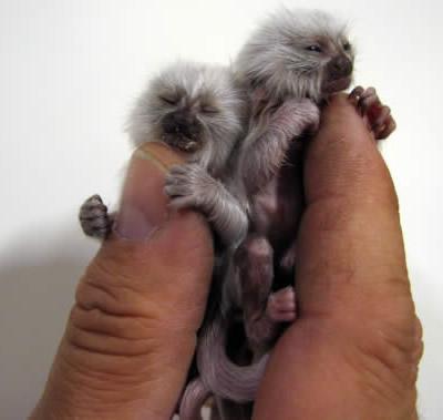 孙猴子跳不出五指山,孙猴子逃不出如来佛的手掌心