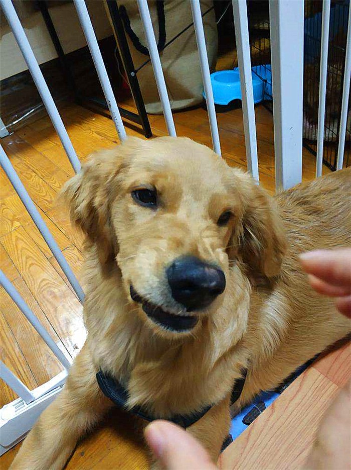 金毛性格很急躁怎么办呀,金毛的脾气很暴躁怎么办