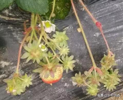 种植草莓的各种病害,草莓最全的病虫害防治方案