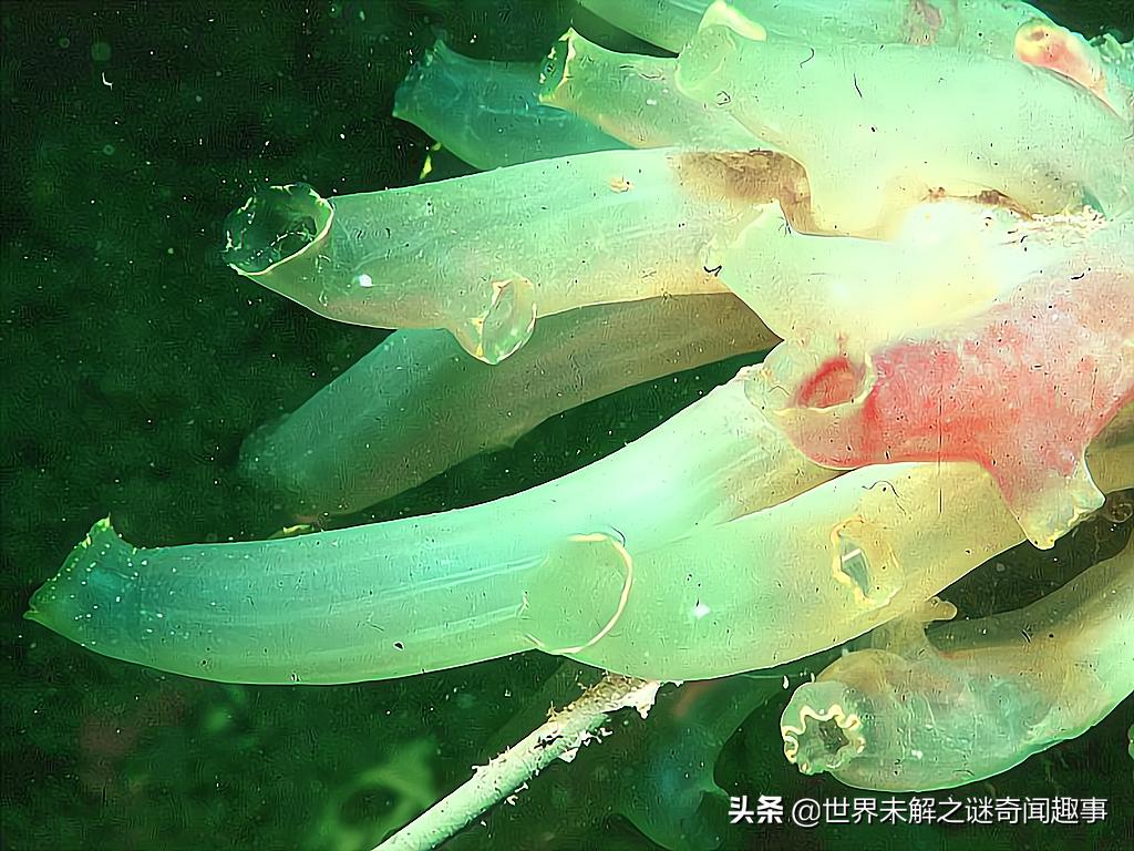 这种被称为“丁丁”的生物有多神奇？长大后吸掉自己的脑子还能活