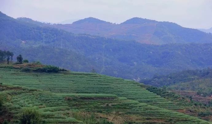 在梅州为什么说兴宁人比较聪明,梅州人是不是很精明