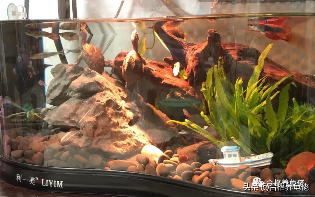 龟被咬伤后该怎么处理？