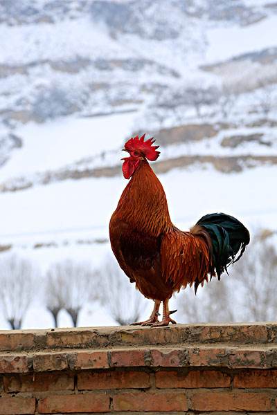 为什么历来都说鸡可以辟邪,鸡为什么驱邪