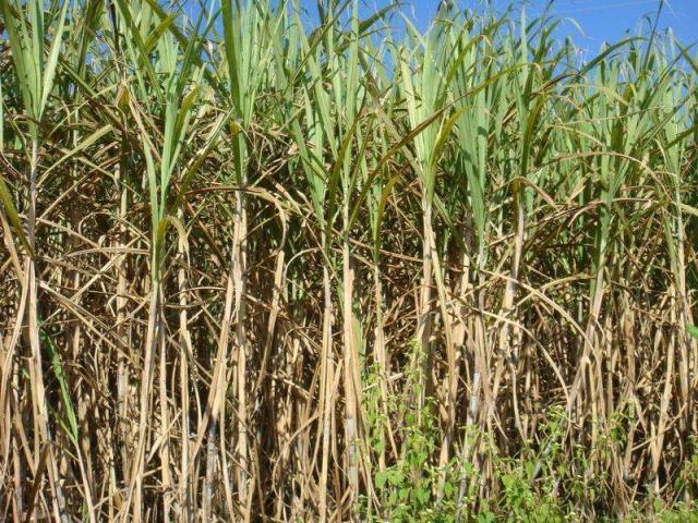 哪些野草喂草鱼长得快,啥子草喂草鱼长得快