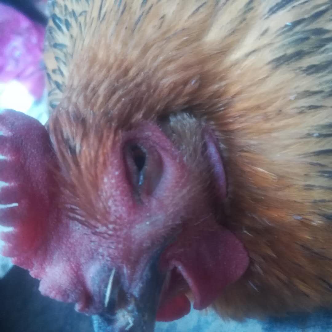 「禽病知识」鸡肿脸是是什么原因，哪些疾病会引起鸡脸肿