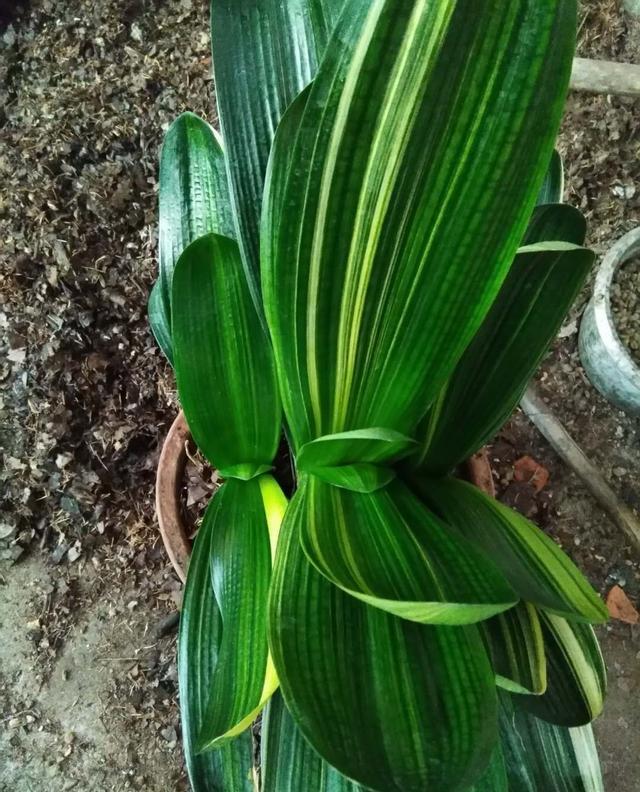 你会繁殖君子兰吗？用这个方法，很快长出新芽，新手也能学会