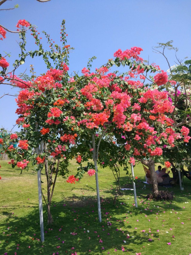 回顾2018姐妹们越南芽庄之旅 (越南芽庄旅游团攻略图)