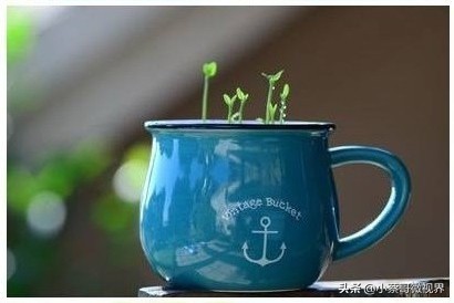 吃完的水果种子不要丢,吃完水果果核别扔