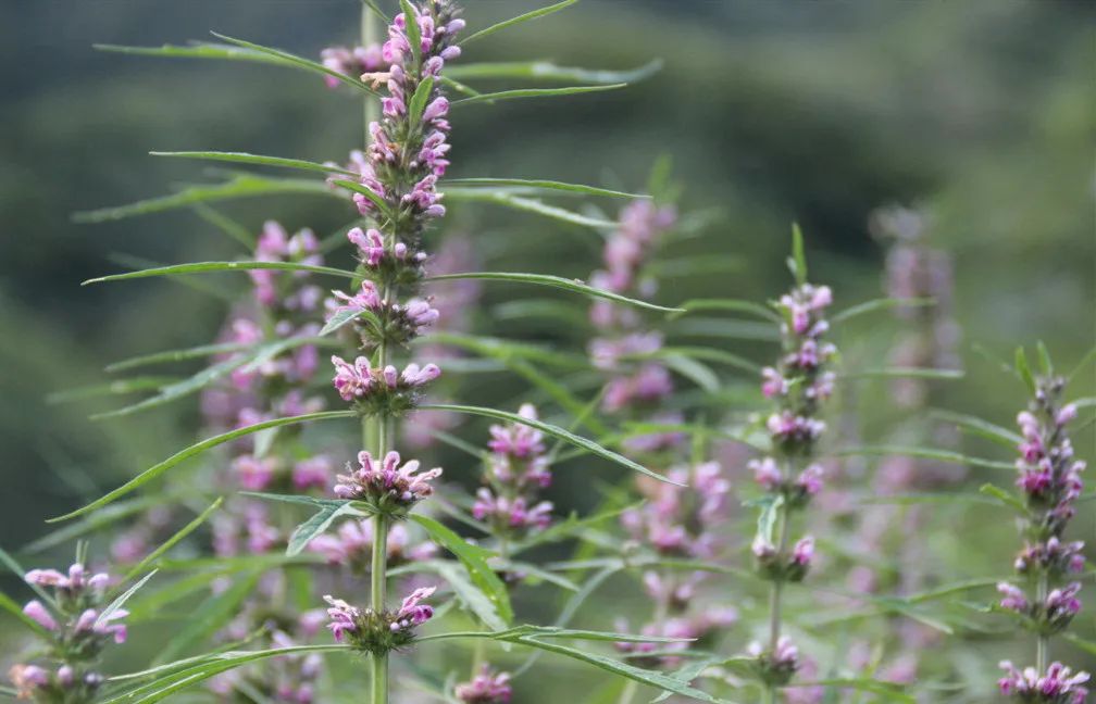 益母草汁治耳聋,益母草汁可以缓解痛经吗