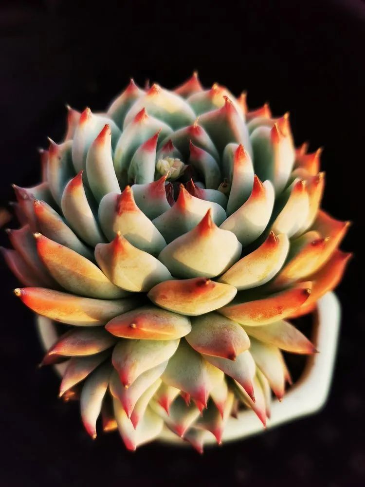 多肉砍头的怎么养,多肉怎么砍头才能爆发