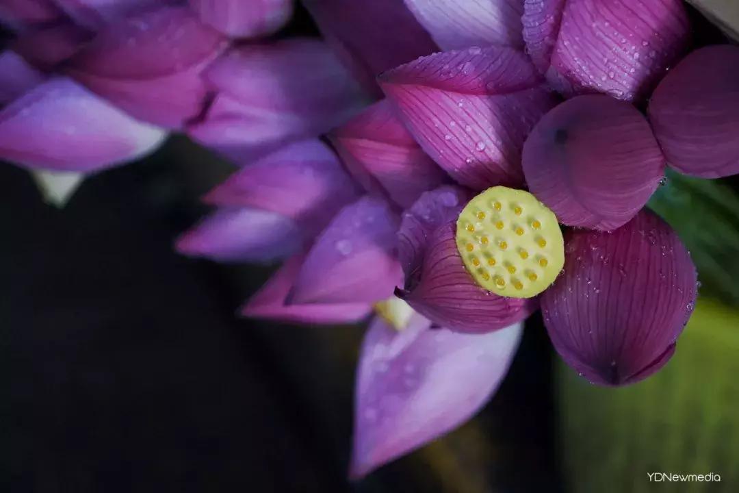 武汉哪个市场鲜花最便宜,武汉最便宜的鲜花批发市场