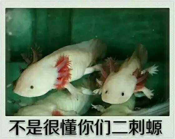 d站创始人获刑案例,D站创始人被批捕