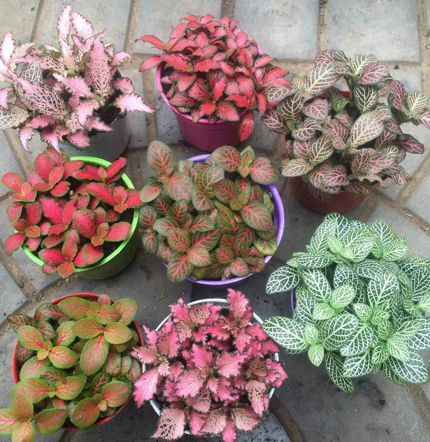 人养花花,人养花花养人哪些花养人