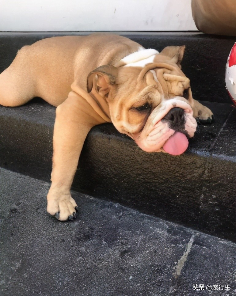 夏天狗子轻微中暑症状,狗子中暑降温措施