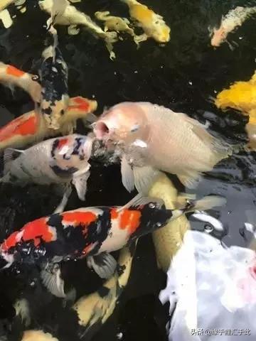 锦鲤和锦鲫的鱼病防治,如何治疗锦鲤尾巴长白疙瘩