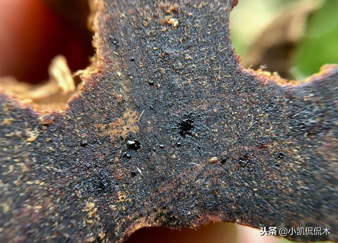 海南沉香鉴别方法图解,如何收藏海南沉香