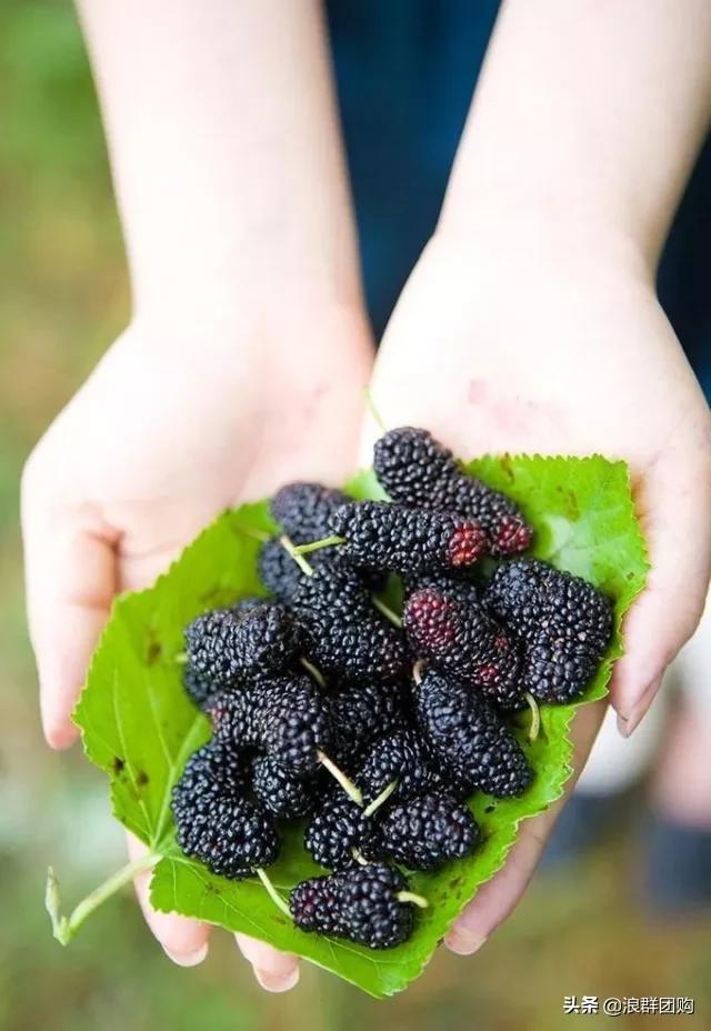 四季果桑有几个品种,新手种果桑哪个品种最好