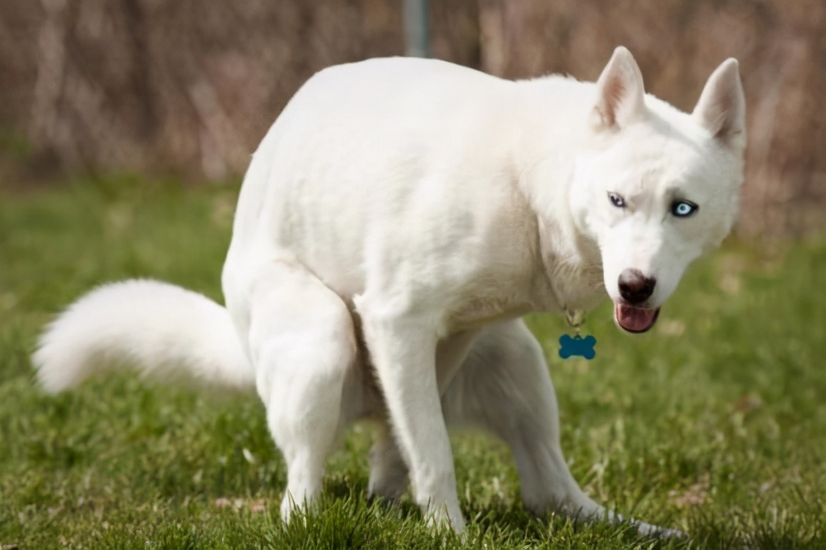 狗狗一生太短我们要好好善待它们,狗狗寿命短总会难过的