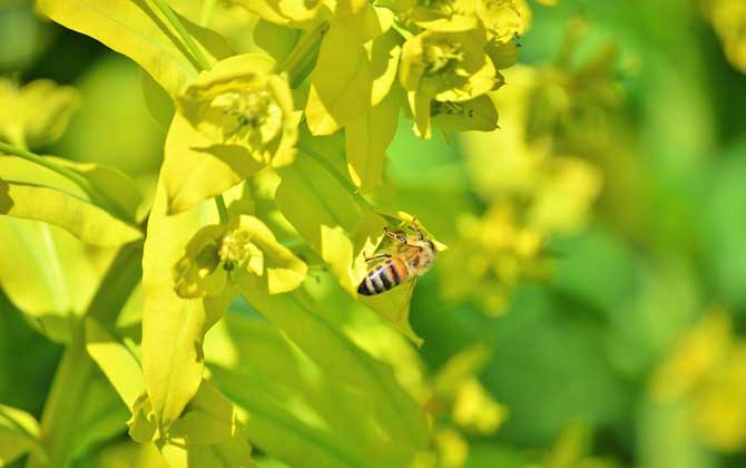 被蜜蜂蛰了肿了一大块硬硬的,被蜜蜂蛰了用什么药