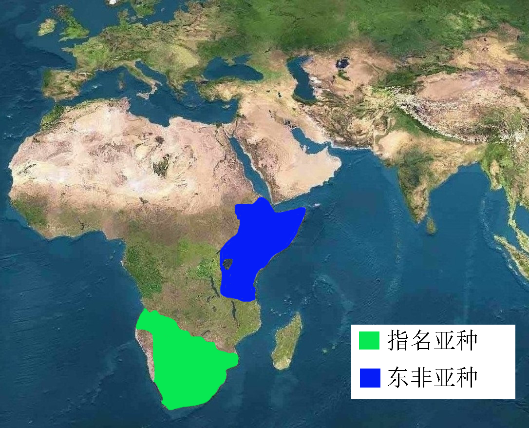 黑背胡狼智谋最高吗,黑背胡狼的弱点