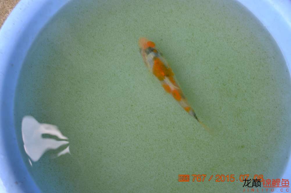 锦鲤苗成长,日本锦鲤水花苗成长