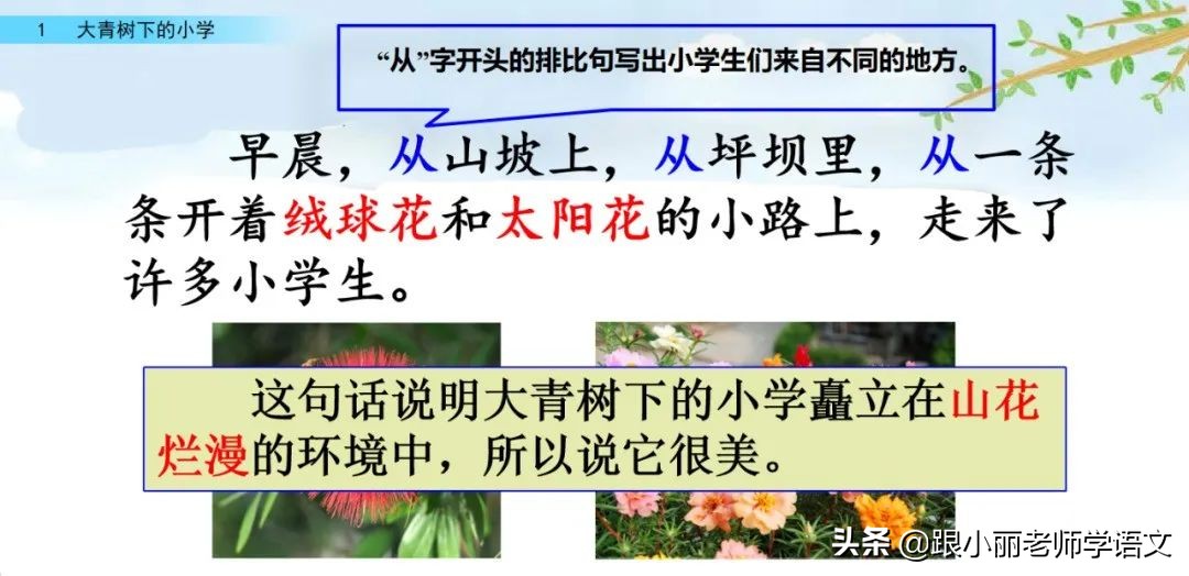 大青树下的小学重要背诵内容,大青树下的小学重点知识点