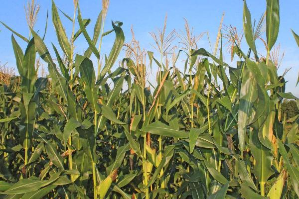 玉米多穗怎么处理,玉米多穗的防治方法