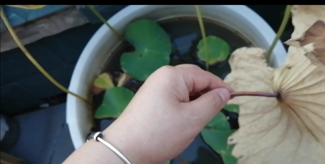 荷花进入休眠期要怎么办,荷花叶子容易干枯是什么问题