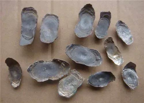 古代牙印银子图片,古代纹银