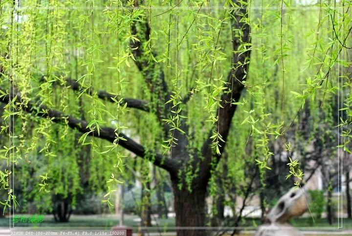 燕子楼戏曲,经典粤剧燕子楼