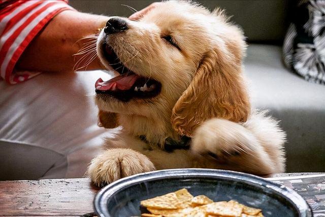 养狗前后父母的变化,父母养狗前后变化